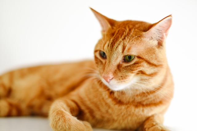 大人の猫